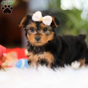 Bella, Yorkie Puppy